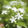 Jasminum Officinale -Cheap Tree Foliage Store JASM T40073 C