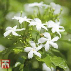Jasminum Officinale