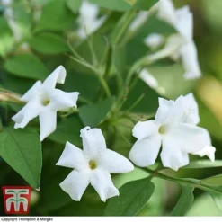 Jasminum Officinale -Cheap Tree Foliage Store JASM T40073 D