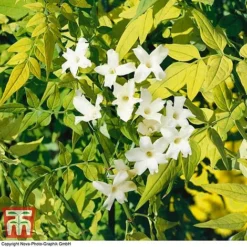 Jasminum Officinale 'Fiona Sunrise'
