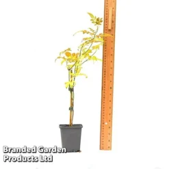 Jasminum Officinale -Cheap Tree Foliage Store JASM OFFICI9CM T43487