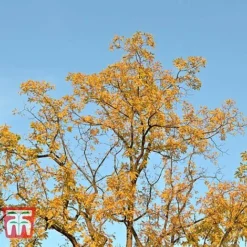 Black Walnut -Cheap Tree Foliage Store JUGL TKA2057 D