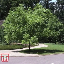 Black Walnut -Cheap Tree Foliage Store JUGL TKA2057 E