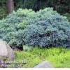 Juniperus Squamata 'Blue Compact' 2 Juniperus Squamata 'Blue Compact' -Cheap Tree Foliage Store JUNI BLUECOMPA L30382