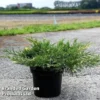 Juniperus Pfitzeriana 'White Splash' -Cheap Tree Foliage Store JUNI WHITESPLA S45847