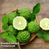 Kaffir Lime Citrus Plant 1 Kaffir Lime Citrus Plant -Cheap Tree Foliage Store KAFFIRLIME KC5365 A