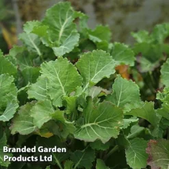 Kale 'Daubenton's Green' -Cheap Tree Foliage Store KALE DAUBGREEN S493261