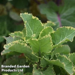 Kale 'Daubenton's Duo' -Cheap Tree Foliage Store KALE DAUBVARIE S49325