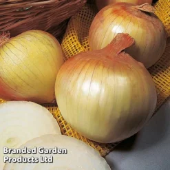 Onion Triple Pack (Autumn Planting) -Cheap Tree Foliage Store KC2347 3