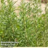 Rosemary 'Tuscan Blue' -Cheap Tree Foliage Store KC5356