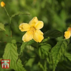Kerria Japonica 'Golden Guinea' -Cheap Tree Foliage Store KERR T58202 B