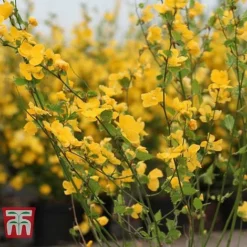 Kerria Japonica 'Golden Guinea' -Cheap Tree Foliage Store KERR T58202 C