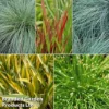 Colourful Ornamental Grass Collection -Cheap Tree Foliage Store KF1788