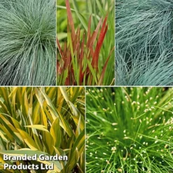 Colourful Ornamental Grass Collection