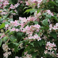 Kolkwitzia Amabilis -Cheap Tree Foliage Store KOLK T58174 B