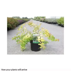 Kolkwitzia Amabilis 'Maradco' -Cheap Tree Foliage Store KOLK T66315 A h