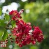 Lagerstroemia Indica 'Double Feature' -Cheap Tree Foliage Store LAGO TKA3216 A