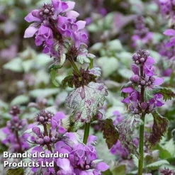Lamium Maculatum 'Beacon Silver'