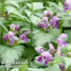 Lamium Maculatum Ghost -Cheap Tree Foliage Store LAMI MACGHOST 64308