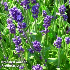 Lavender 'Blue Scent' 5 Lavender 'Blue Scent' -Cheap Tree Foliage Store LAVA KC9114 B