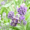 Lavender 'Dwarf Blue' -Cheap Tree Foliage Store LAVA KC9115 A1