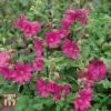 Lavatera X Clementii 'Burgundy Wine' -Cheap Tree Foliage Store LAVA TKA0939 A2