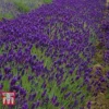 Lavender 'Imperial Gem' -Cheap Tree Foliage Store LAVE T80302 B