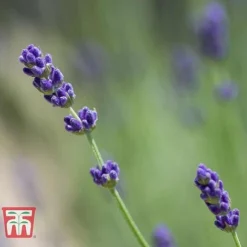Lavender 'Imperial Gem' -Cheap Tree Foliage Store LAVE T80302 D