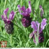 Lavender 'Antibes' -Cheap Tree Foliage Store LAVE T80303 B