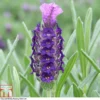 Lavender 'Devonshire Compact' -Cheap Tree Foliage Store LAVE T80304 A1