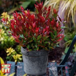 Leucothoe Axillaris 'Little Flames'