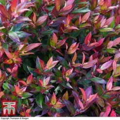 Leucothoe Axillaris 'Little Flames' -Cheap Tree Foliage Store LEUC 66323 A1