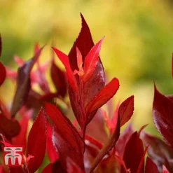 Leucothoe Axillaris 'Little Flames' -Cheap Tree Foliage Store LEUC 66323 C