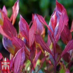 Leucothoe Axillaris 'Little Flames' -Cheap Tree Foliage Store LEUC 66323 D