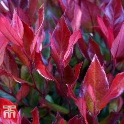 Leucothoe Axillaris 'Little Flames' -Cheap Tree Foliage Store LEUC 66323 E