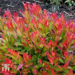 Leucothoe Axillaris 'Little Flames' -Cheap Tree Foliage Store LEUC 66323 F