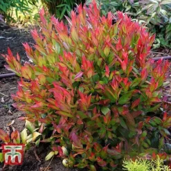 Leucothoe Axillaris 'Little Flames' -Cheap Tree Foliage Store LEUC 66323 G