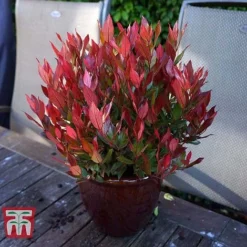 Leucothoe Axillaris 'Little Flames' -Cheap Tree Foliage Store LEUC 66323 H
