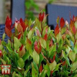 Leucothoe Axillaris 'Little Flames' -Cheap Tree Foliage Store LEUC 66323 I