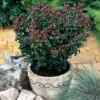 Leucothoe Axillaris 'Curly Red' -Cheap Tree Foliage Store LEUC T58095 A h
