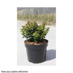 Leucothoe Axillaris 'Twisting Red' -Cheap Tree Foliage Store LEUC T66324 B h