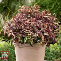 Leucothoe Fontanesiana 'Makijaz' 14 Leucothoe Fontanesiana 'Makijaz' -Cheap Tree Foliage Store LEUC T66325 A