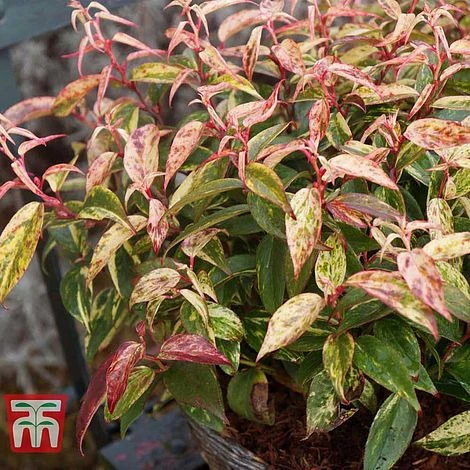 Leucothoe Fontanesiana 'Makijaz' 6 Leucothoe Fontanesiana 'Makijaz' - Image 4