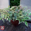 Leucothoe Fontanesiana 'Whitewater' -Cheap Tree Foliage Store LEUC T66326 A