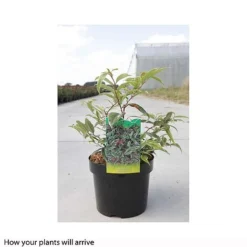 Leucothoe Fontanesiana 'Whitewater' -Cheap Tree Foliage Store LEUC T66326 B h