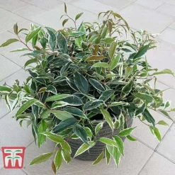 Leucothoe Fontanesiana 'Whitewater' -Cheap Tree Foliage Store LEUC T66326 C