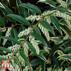 Leucothoe Fontanesiana 'Whitewater' -Cheap Tree Foliage Store LEUC T66326 D