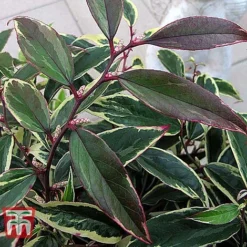 Leucothoe Fontanesiana 'Whitewater' -Cheap Tree Foliage Store LEUC T66326 E