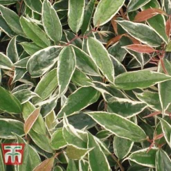 Leucothoe Fontanesiana 'Whitewater' -Cheap Tree Foliage Store LEUC T66326 F