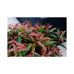 Leucothoe Keiskei 'Burning Love' -Cheap Tree Foliage Store LEUC T66327 A h